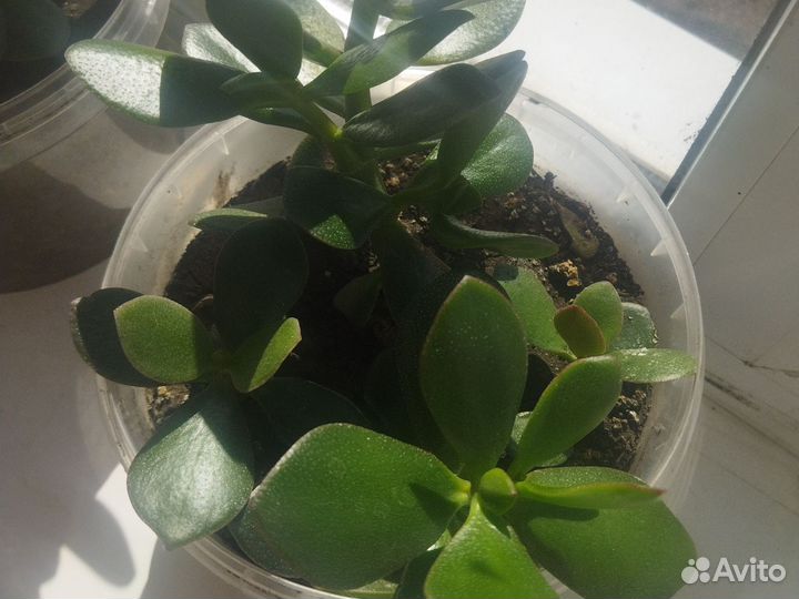 Комнатные растения