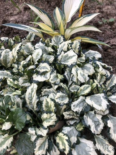 Живучка ползучая сортовая