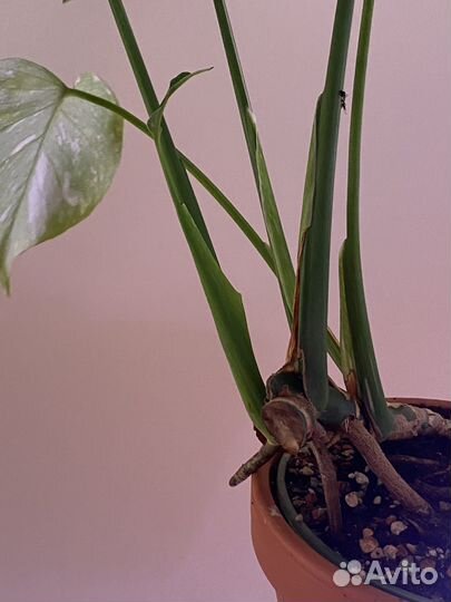 Монстера тайское созвездие