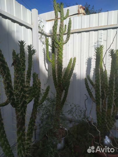 Кактусы и агавы