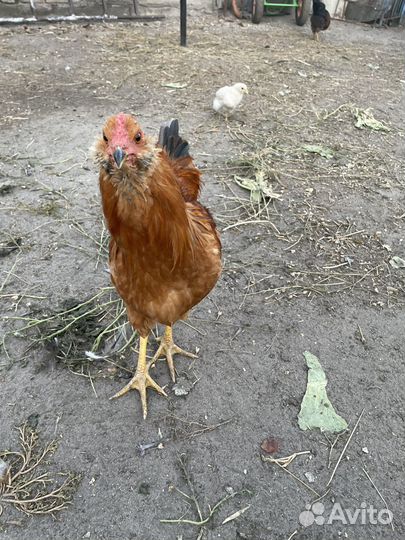 Молодые петухи