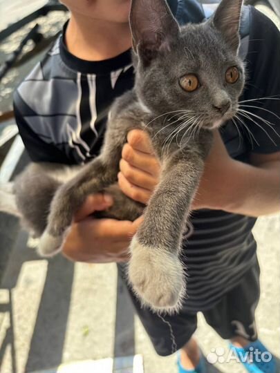 Два кота подкинули, отдам в добрые руки