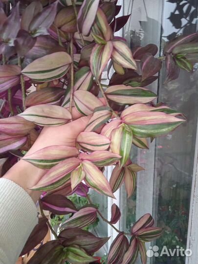 Традесканции,каллизии коллекция 2