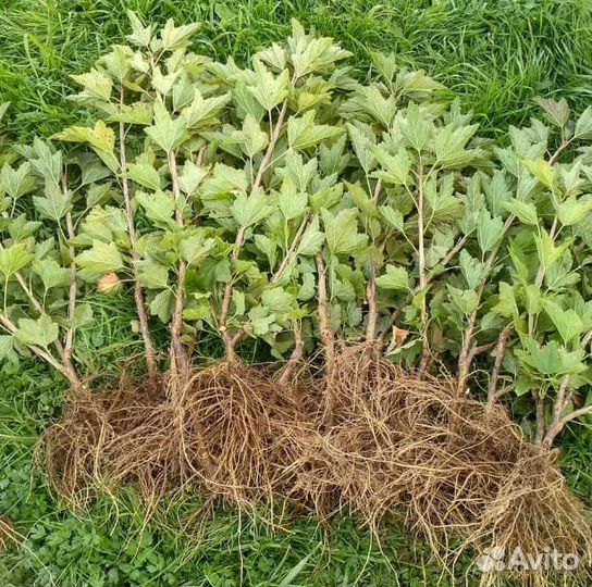 Саженцы смородины крыжовник оптом