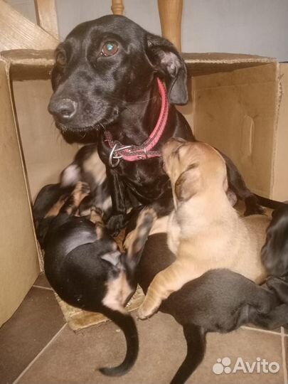 Собаки щенки таксы