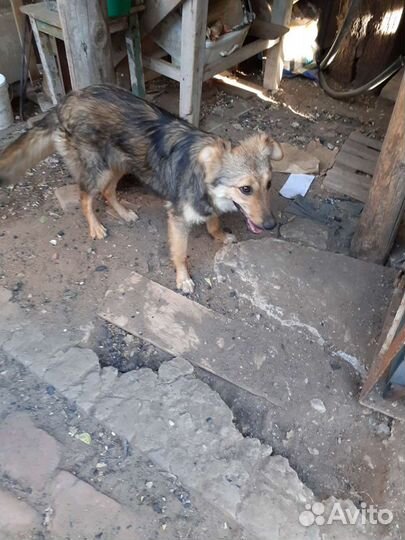 Стерилизованая девочка