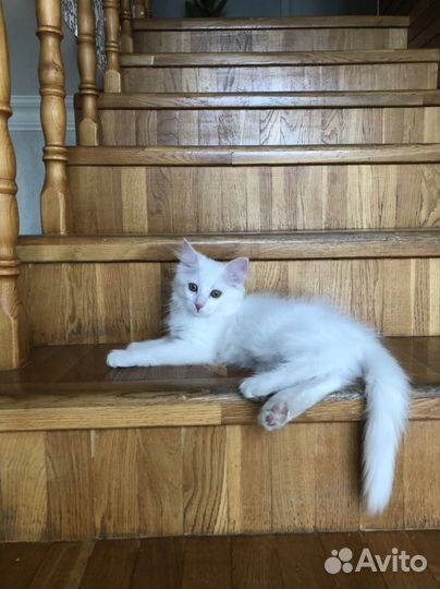 Передержка кошек и собак