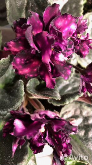 Листики и детки сортовых фиалок