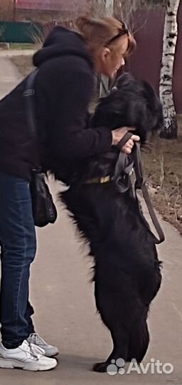 Ищем хозяина для Рика