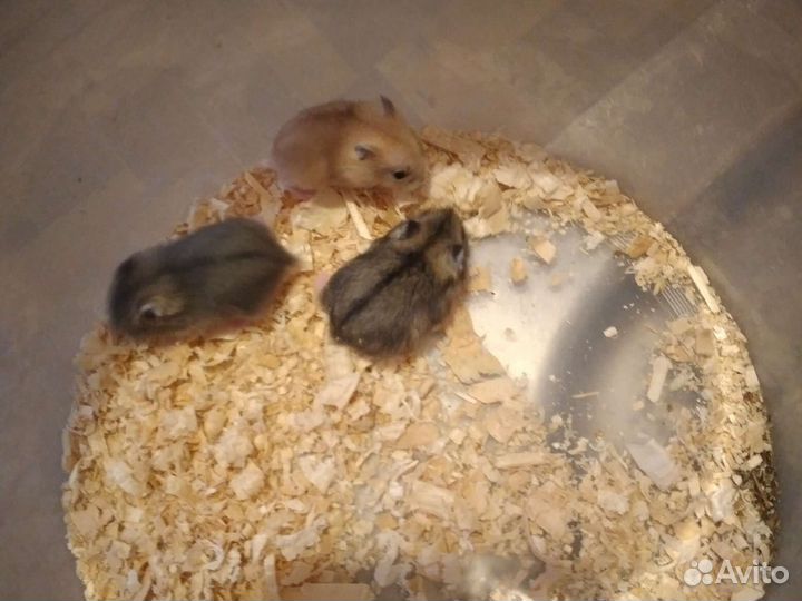 Джунгарские хомячки