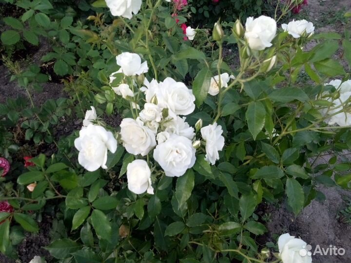 Роза кустовая