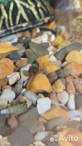 Улитки аквариумные