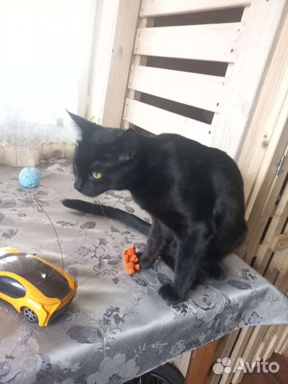 Передержка кошек