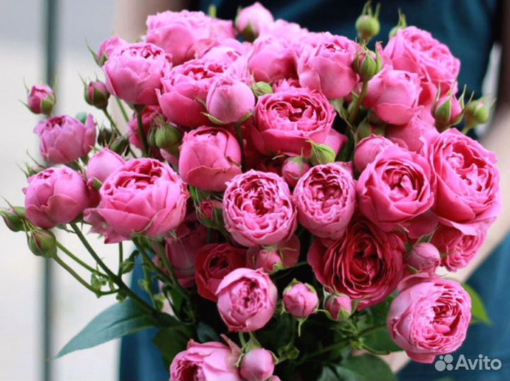Букет из 73 пионовидных роз