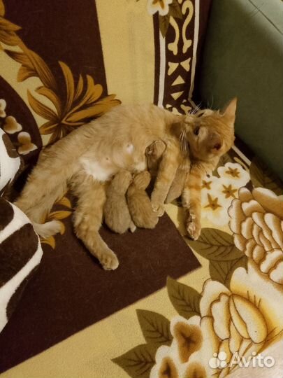 Кошки