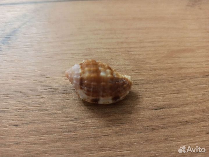 Морская раковина