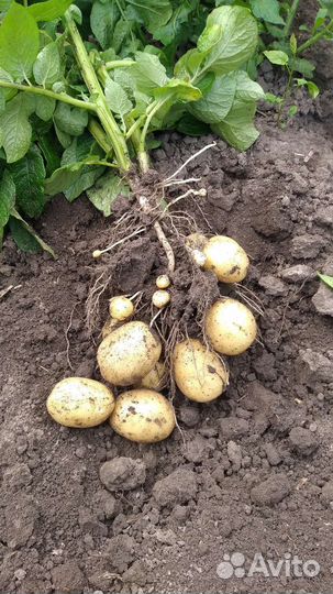 Продам картофель