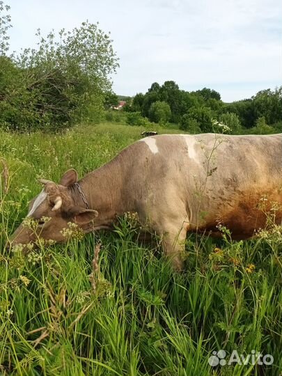 Коровы нетели