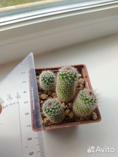Кактусы сеянцы