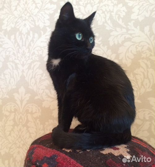 Лекси - роскошная, молодая, чёрная кошка в добрые