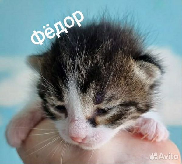 Котята для счастья