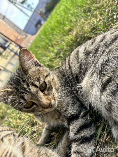 Котенок