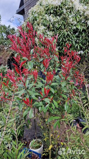 Фотиния 4 сорта