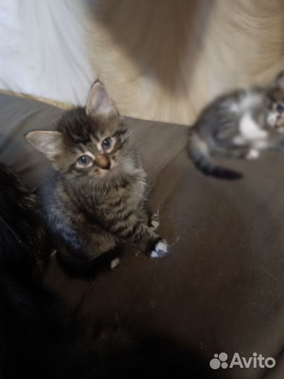 Котята в добрые руки бесплатно