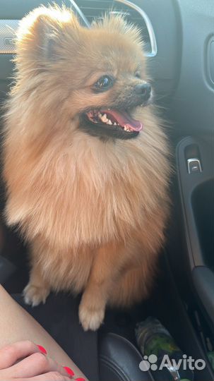 Померанский шпиц мини