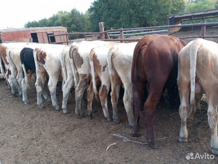 Телята бычки