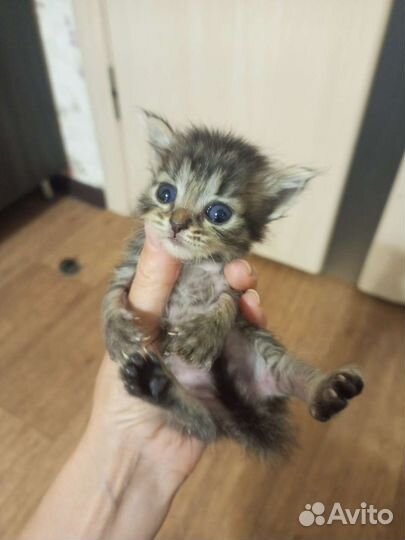 Котята в добрые руки мальчик и три девочки