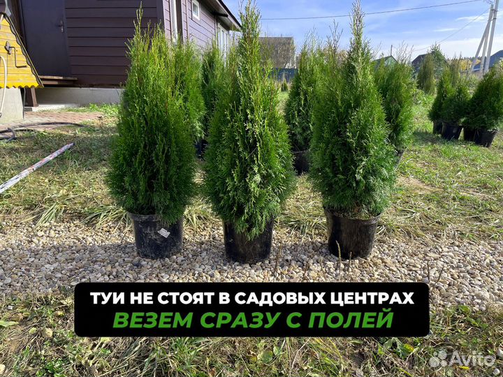 Туя смарагд 1 м свежая копка 2023