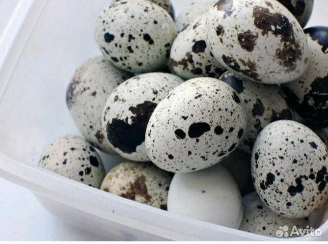 Яйца перепелиные инкубационное