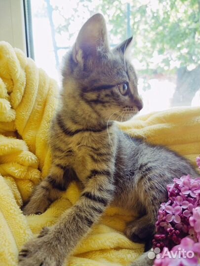 Волшебные весенние котята