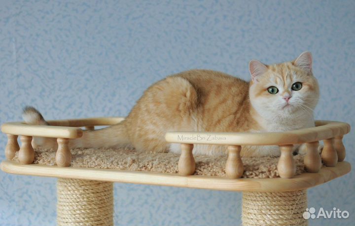 Британская кошечка, золотая шиншилла