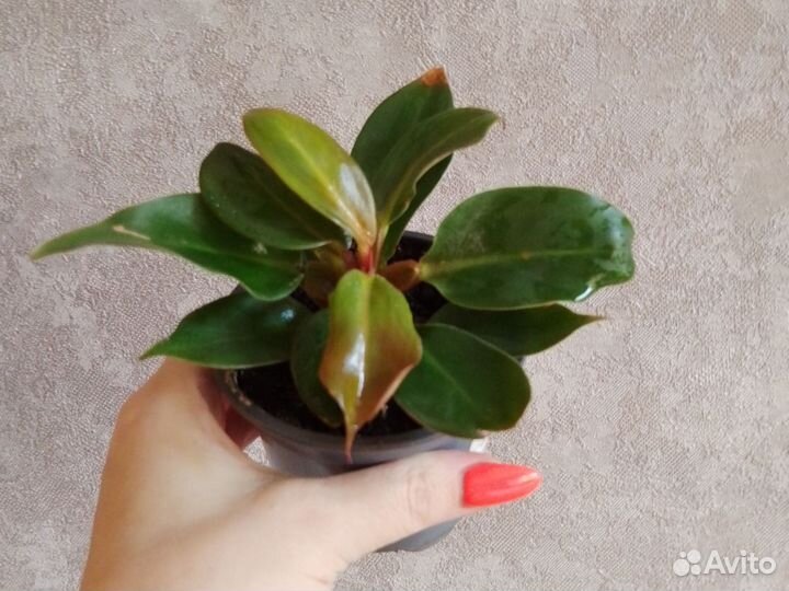 Филодендрон принц оранж