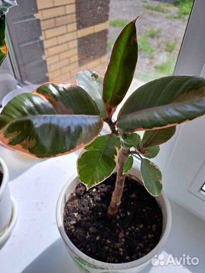 Фикус белиз