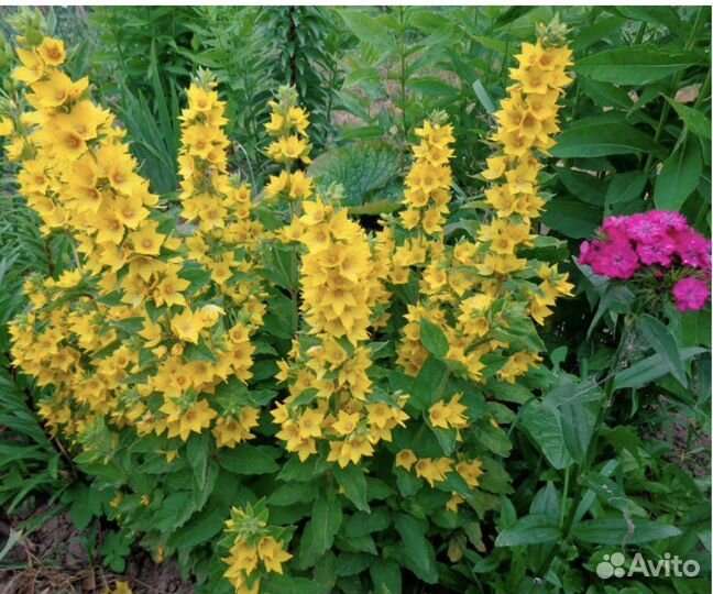 Многолетники, хоста, бадан, лилии, ирисы