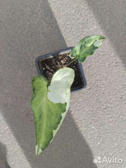 Сингониумы и эпипренумы (сциндапсусы)