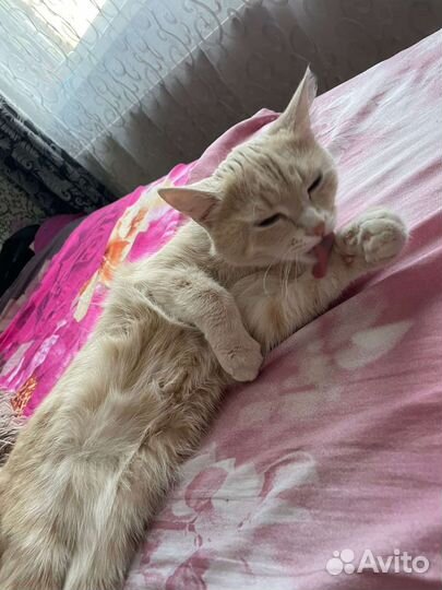 Кошка
