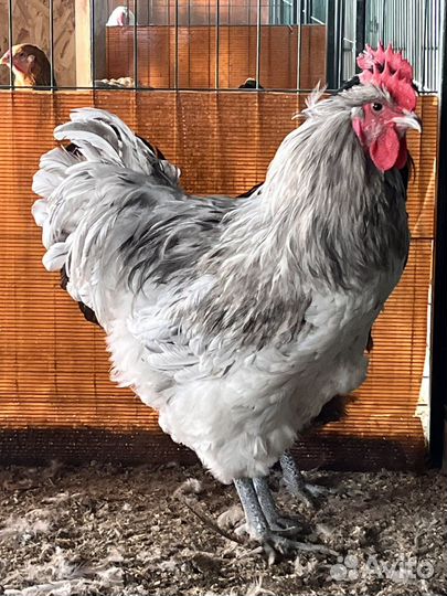 Петухи джерсийский гигант
