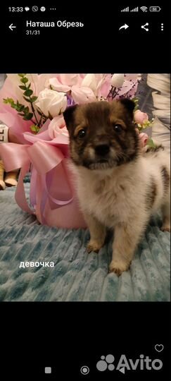 Восточноевропейская овчарка