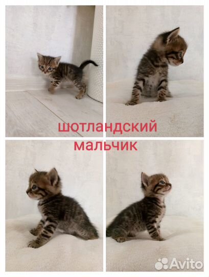Шотландские котята