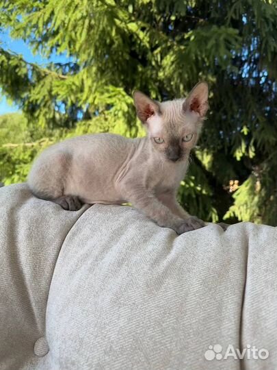 Котенок сфинкс
