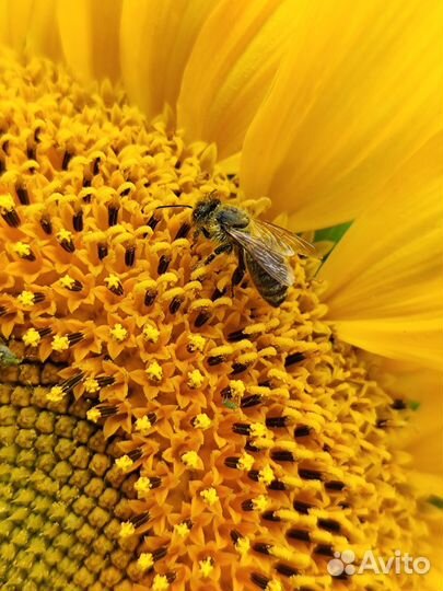 Мед подсолнечный (подсолнух)