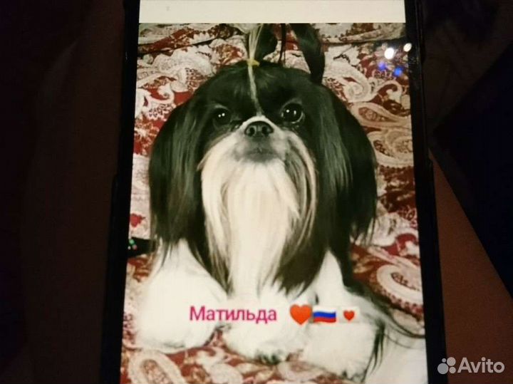 Щенки ши-тцу