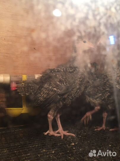 Бройлеры кобб 500 Индюшата скб