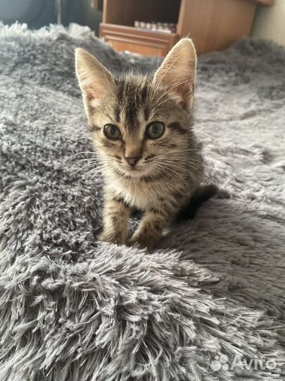 Отдам котенка