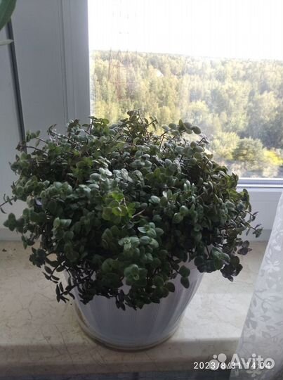 Каллизия ползучая