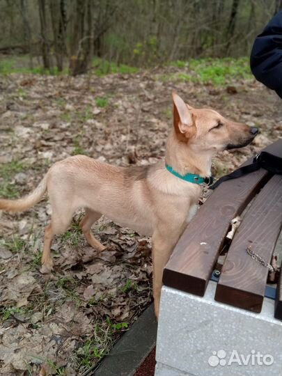 Щенок в хорошие руки